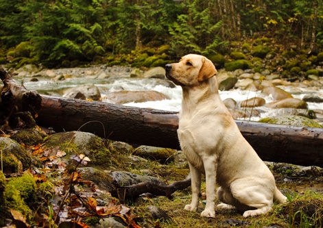 Labrador Retriever