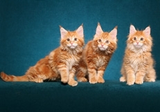 maine_coon_kittens