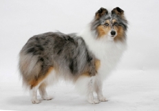 merle_Shetland Sheepdogs