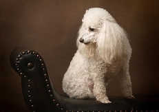 miniature_poodles_indoors