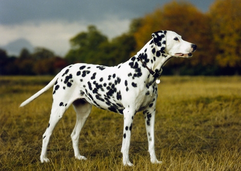 Dalmatian