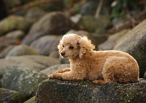 Toy Poodle