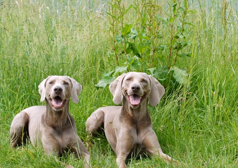 Weimaraner 