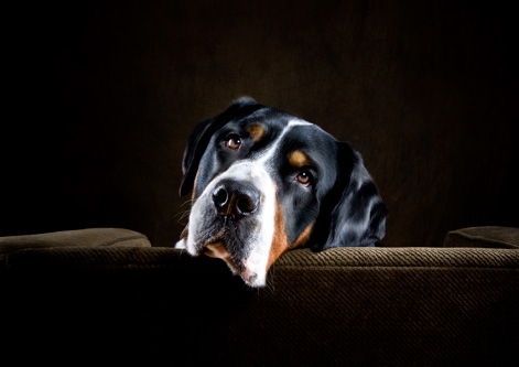 Great Swiss Mountain Dog, Animal Photography, Karen Morgan