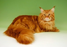 red_maine_coon_cat