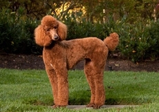 red_standard_poodles