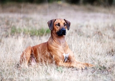 rhodesian_ridgeback_alice_van_kempen