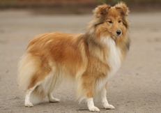 sable_Shetland Sheepdogs