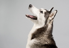 siberian_husky_studio