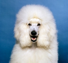 standard_poodles_indoors