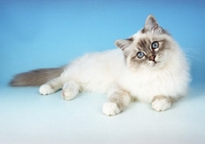 tabby_point_Birman