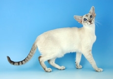 tabby_point_Siamese