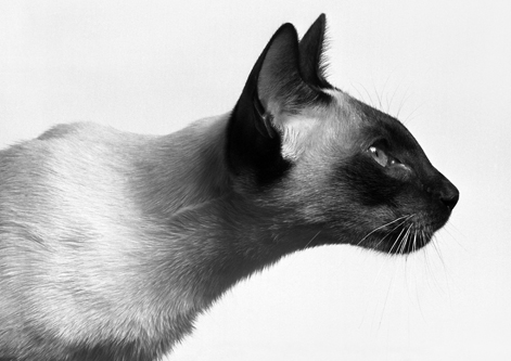 Siamese