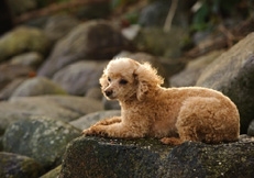 toy_poodle