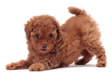 toy_poodle_puppies