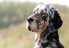 tri_colour_English_Setter