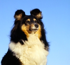 tricoloured_Shetland Sheepdogs