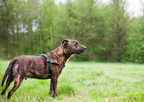 northern staffordshire bull terrier club