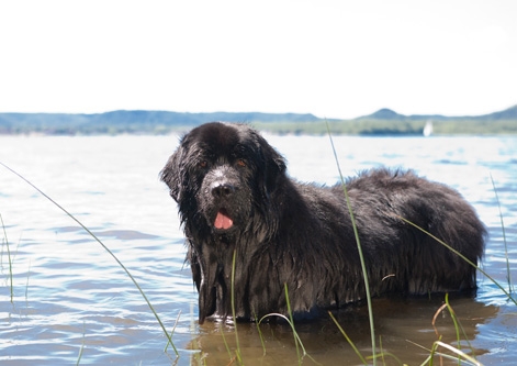 Newfoundland