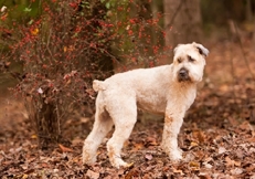 wheaten_autumn