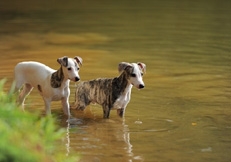 whippet_puppy