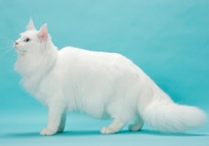 white_maine_coon_cat