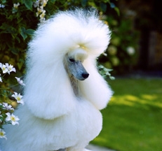 white_miniature_poodles