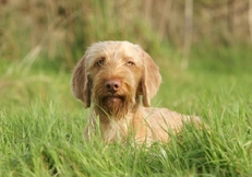 wirehaired_viszla wirehaired_viszla