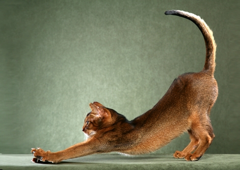 Abyssinian