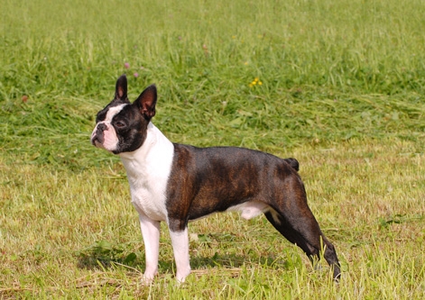 Boston Terrier