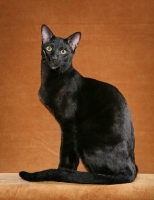 Picture of 10 month old Black Savannah neuter