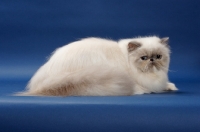 Picture of 10 month old Blue Tortie Point Himalayan cat lying down. (Aka: Persian or Colourpoint)