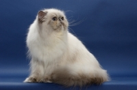 Picture of 10 month old Blue Tortie Point Himalayan cat sitting on blue background. (Aka: Persian or Himalayan)