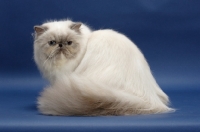 Picture of 10 month old Blue Tortie Point Himalayan cat sitting. (Aka: Persian or Colourpoint)