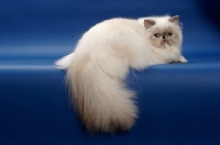 Picture of 10 month old Blue Tortie Point Himalayan cat lying down showing her fluffy tail, (Aka: Persian or Colourpoint)