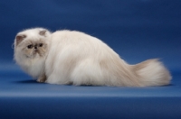 Picture of 10 month old Blue Tortie Point Himalayan cat. (Aka: Persian or Himalayan)