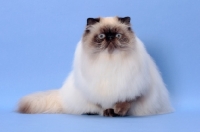 Picture of 10 months old Seal Point Himalayan cat on blue background.  (Aka: Persian or Colourpoint)