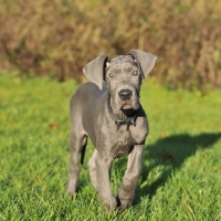 Picture of 10 week old great dane puppy, blue colour, in grass