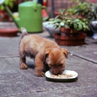 Picture of 10 week old norfolok terrier puppy eating outside