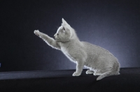 Picture of 10 week old Russian Blue kitten, one leg up, reaching