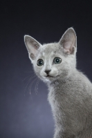 Picture of 10 week old Russian Blue kitten