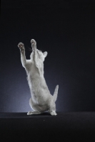 Picture of 10 week old Russian Blue kitten, jumping up