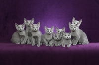 Picture of 10 week old Russian Blue kittens on purple background