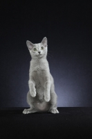 Picture of 10 week old Russian Blue kitten standing on hind legs