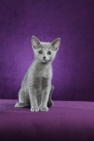 Picture of 10 week old Russian Blue kitten on purple background