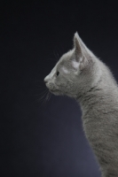Picture of 10 week old Russian Blue kitten profile