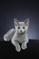 Picture of 10 week old Russian Blue kitten