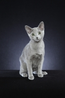 Picture of 10 week old Russian Blue kitten sitting down on black background