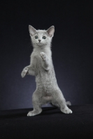 Picture of 10 week old Russian Blue kitten standing up