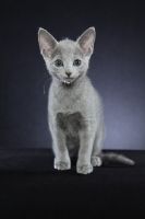 Picture of 10 week old Russian Blue kitten, front view